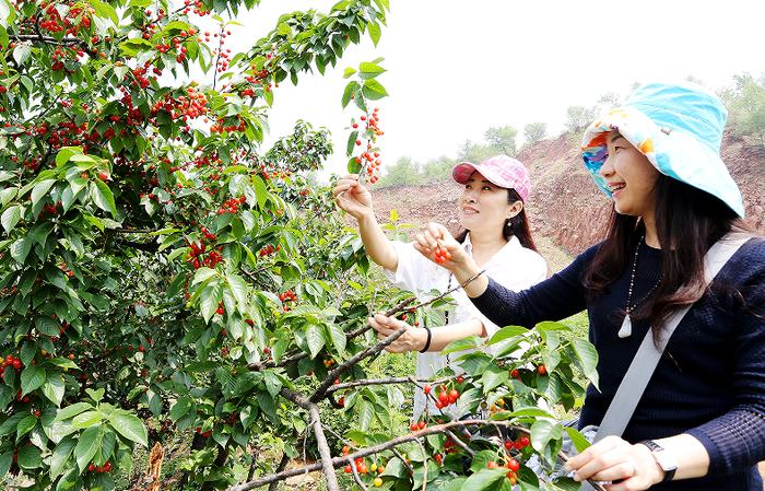 眉山桂花湖摘樱桃图片