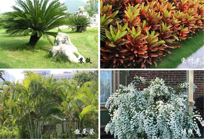 花灌木:苏铁,黄金叶,变叶木,散尾葵,绣线菊,蟹爪兰,常春藤,凌霄等.