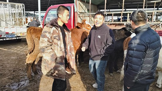 　　3月14日，单家集活畜交易市场开集日，00后肉牛销售经纪人马强（中）与待售肉牛的卖方谈交易。西吉县兴隆镇供图