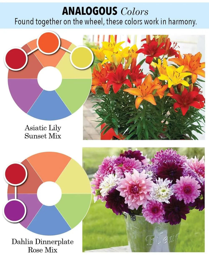 这色彩搭配也太美了吧~|配色方案|花园|互补色_新浪新闻