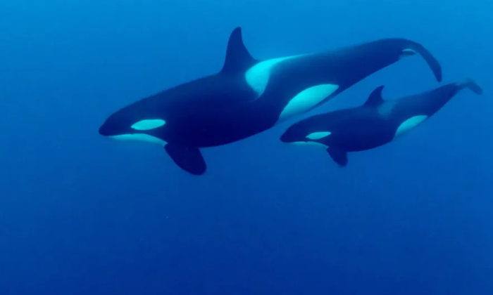 经历更年期的雌性鲸寿命更长,有更多时间照顾幼崽成长|鲸鱼_新浪新闻