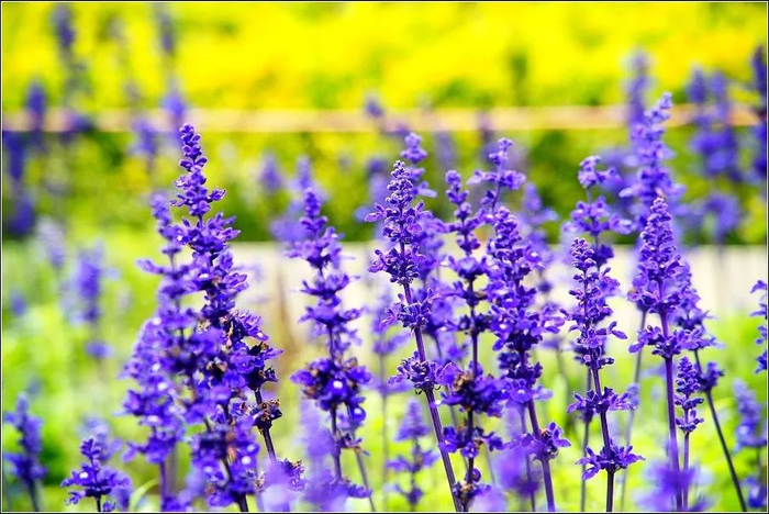 现在花园设计已经这么卷了吗这色彩搭配也太美了吧