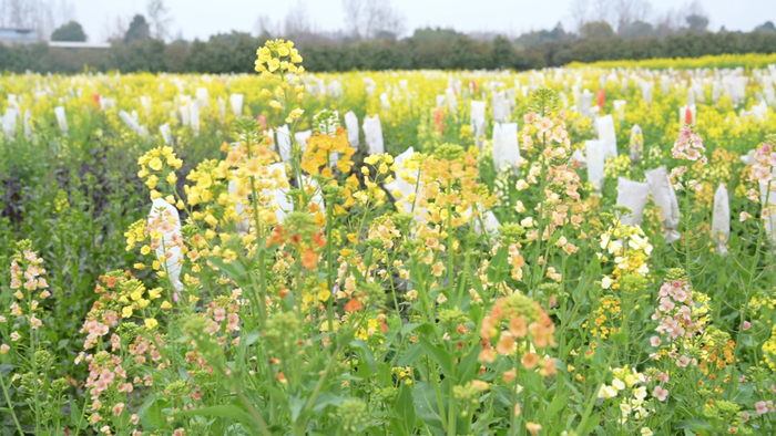 "彩浪淘沙":彩色油菜花育成记|李云_新浪新闻