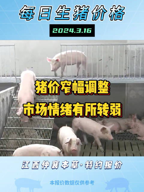 涨跌调整集团猪场猪价出现下跌现象养殖户出栏积极性较弱