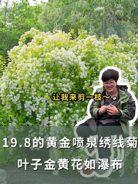 198的黄金喷泉绣线菊叶子金黄花如瀑布