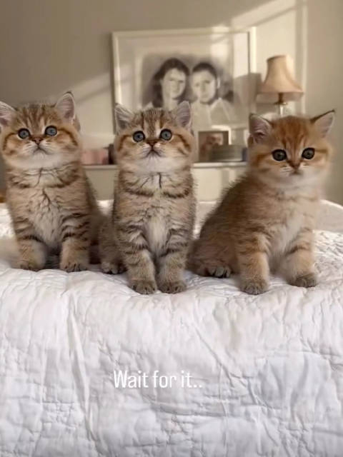 小猫乐队猫团出道