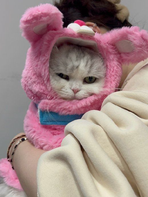 麻麻不在家,小猫咪被姐姐们扮起来了!|猫_新浪新闻