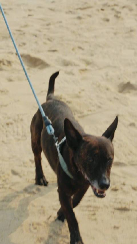 240316工作室更新艺兴视频一则海风轻抚耳畔浪花轻拍海岸暖阳之下