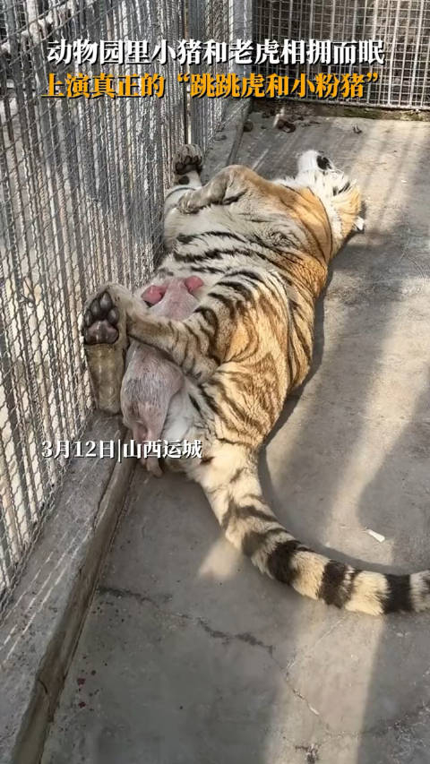 老虎一口下去吃了跟没吃一样