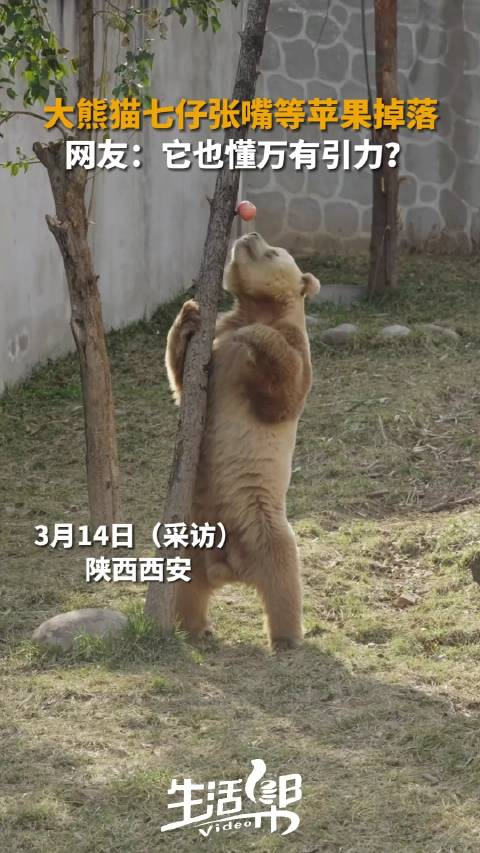 近日在陕西大熊猫七仔张嘴等苹果掉落