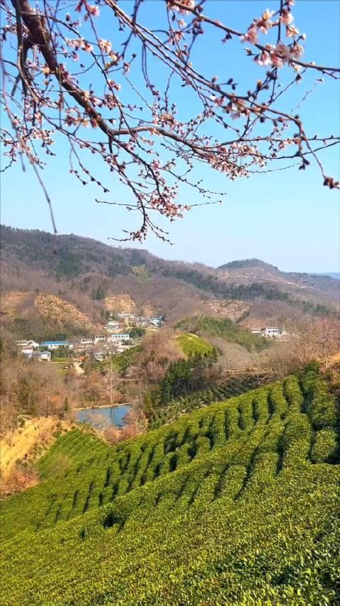 信阳茶山的美景,真是一幅水彩画!