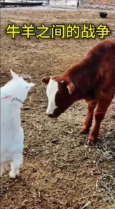 牛羊之间的较量小羊和小牛太可爱了