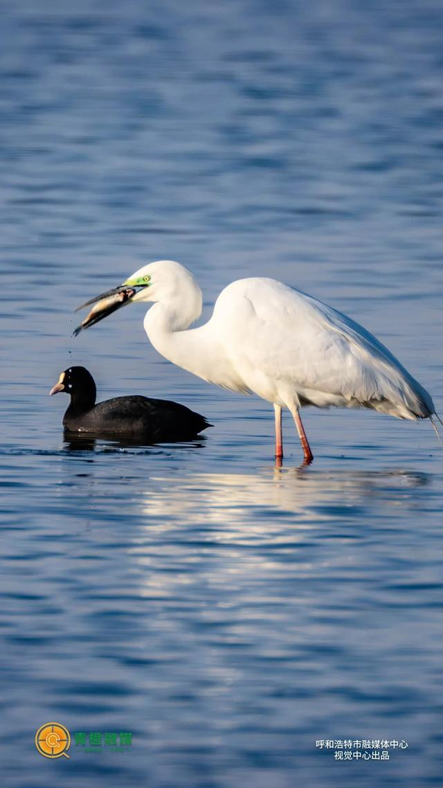 候鸟 如期的奔赴|候鸟|夕阳|春之歌_新浪新闻