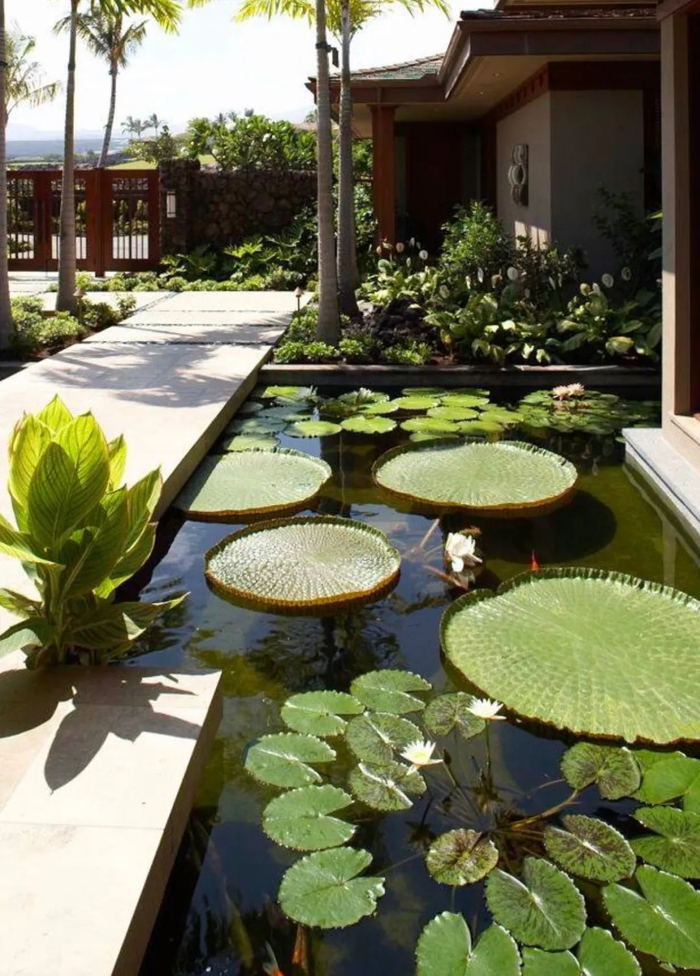 花园鱼池该如何打造?看这一篇就够了|鱼池|水质|清透_新浪新闻