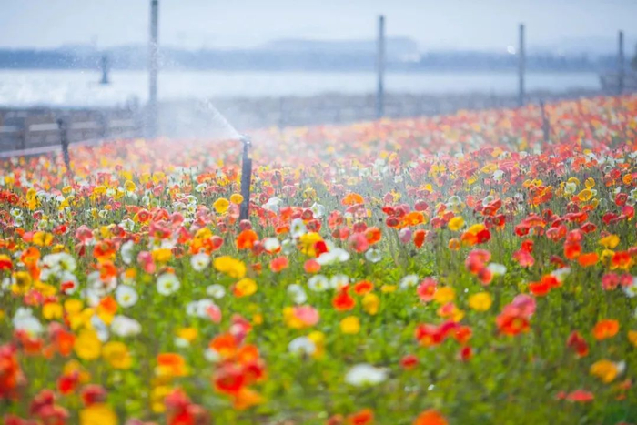 泉州春季赏花地图来啦拿好这份极简版攻略更新版