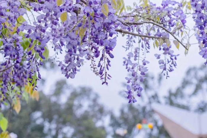 华侨大学紫藤花(易绍源/摄)>>>>风铃木花别名:紫绣球,异叶风铃木.