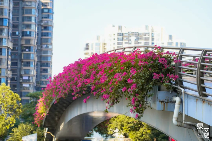 泉州春季赏花地图来啦拿好这份极简版攻略更新版