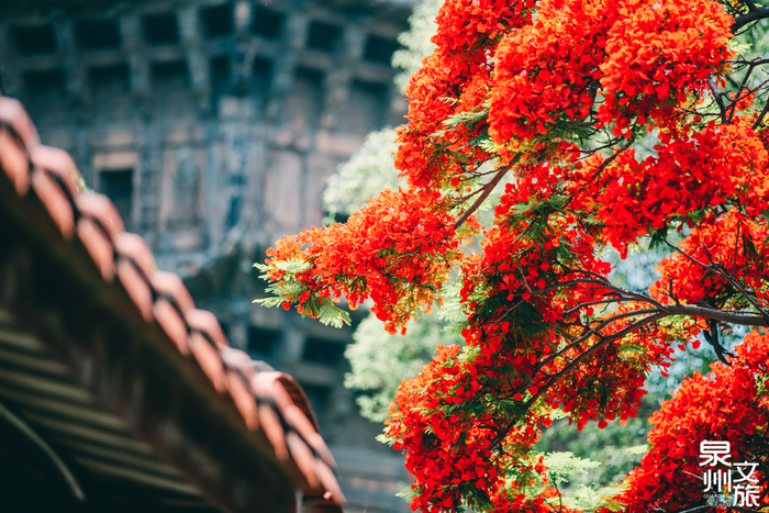 泉州春季赏花地图来啦拿好这份极简版攻略更新版