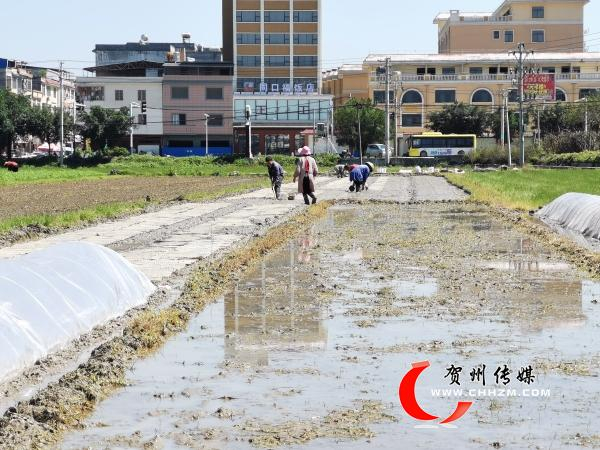 八步区铺门镇:春耕备耕促生产|水稻_新浪新闻