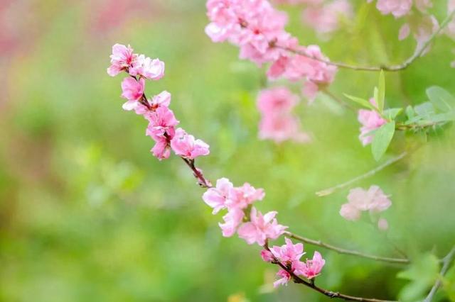 三峡大学桃花图片