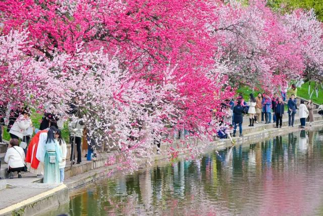 三峡大学桃花节图片