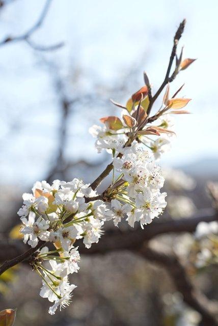 昆明呈贡万溪冲梨花图片