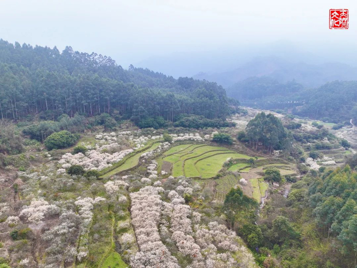 泉州春季赏花地图来啦拿好这份极简版攻略更新版
