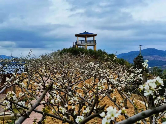 泉州春季赏花地图来啦拿好这份极简版攻略更新版