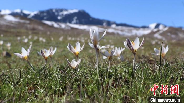 新疆察布查尔县:顶冰盛开的白番红花惹人醉