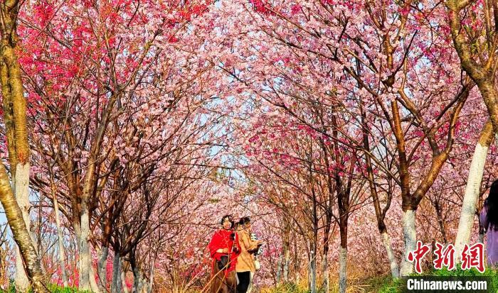 谷城樱花谷风景区图片