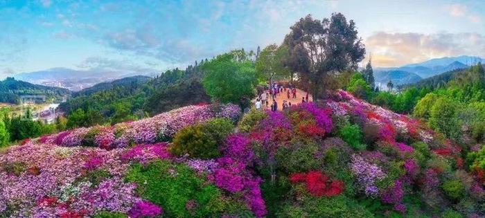 泉州春季赏花地图来啦拿好这份极简版攻略更新版