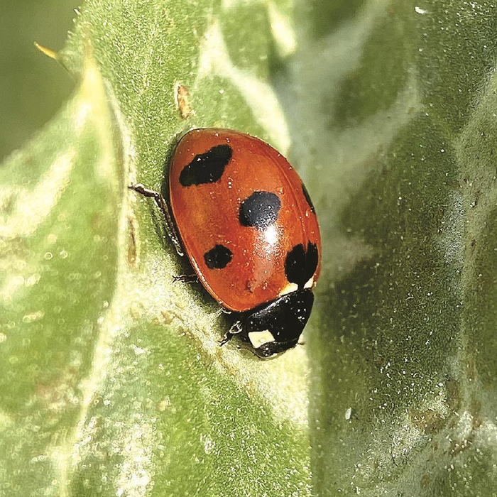 发动市民全城寻虫编写最全本地昆虫名录上海昆虫家谱项目是如何做到的