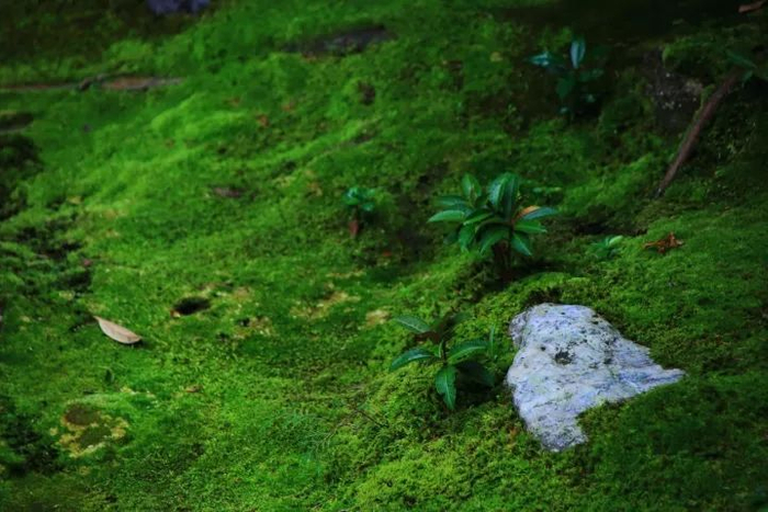 庭院里的青苔,见证悠悠时光,品味自然朴质|瑠璃光院_新浪新闻