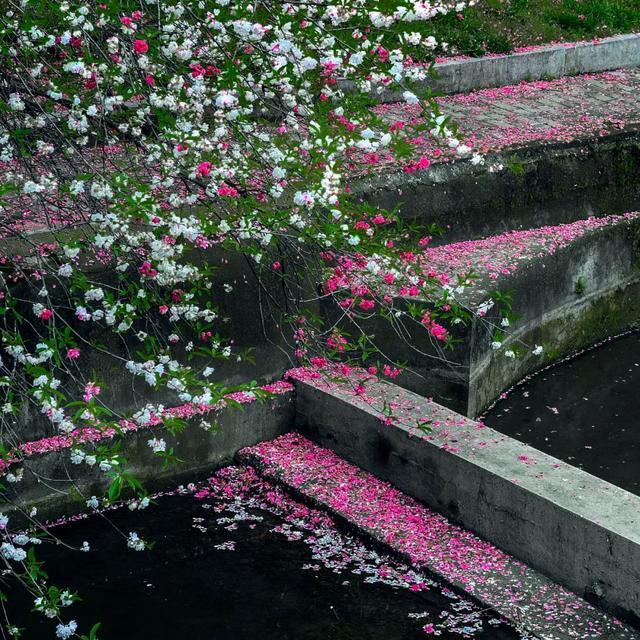 三峡大学桃花图片