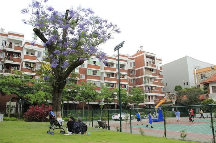 >>>>羊蹄甲别名:玲甲花,山地豆,老虎耳,假地豆地点:华侨大学,泉州七中