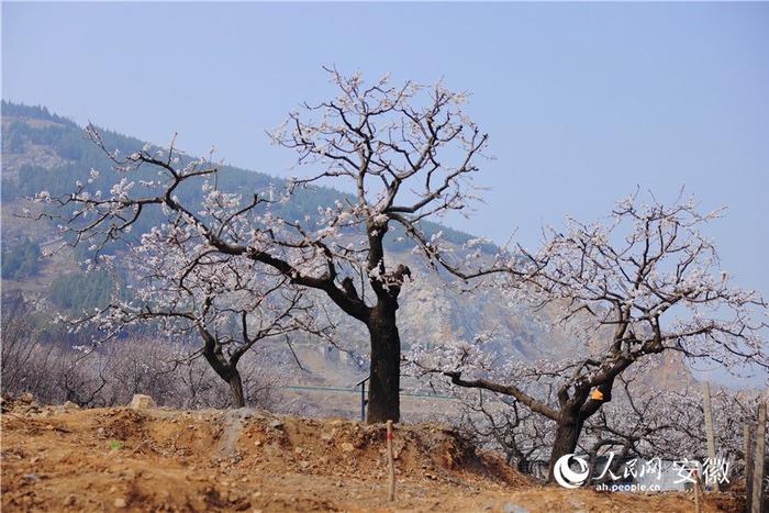 淮北黄里杏花节图片