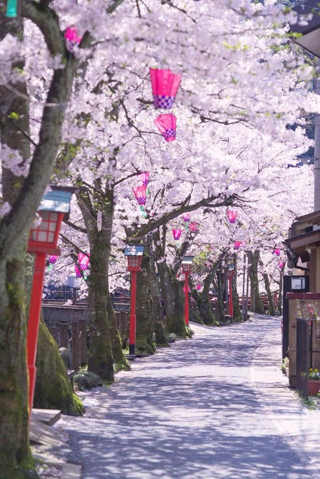 日本七大赏樱圣地,我直接沦陷|赏樱|樱花|大阪市_新浪新闻
