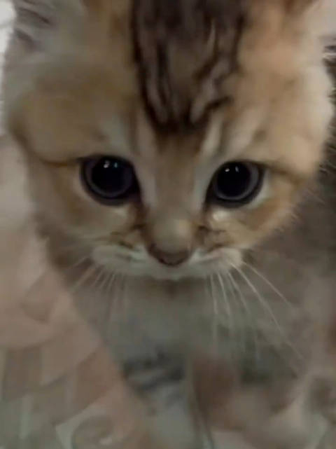 小猫的视频 新浪（移动端）