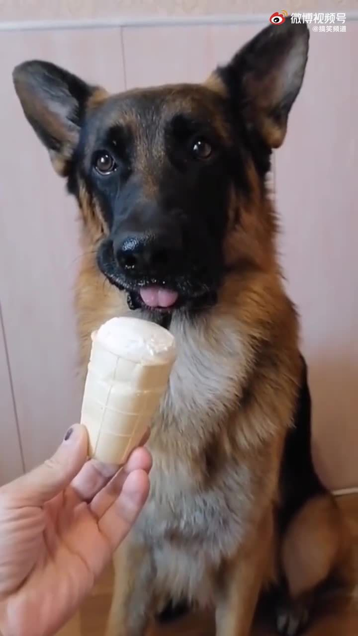 原来你是这样的德牧_手机新浪网