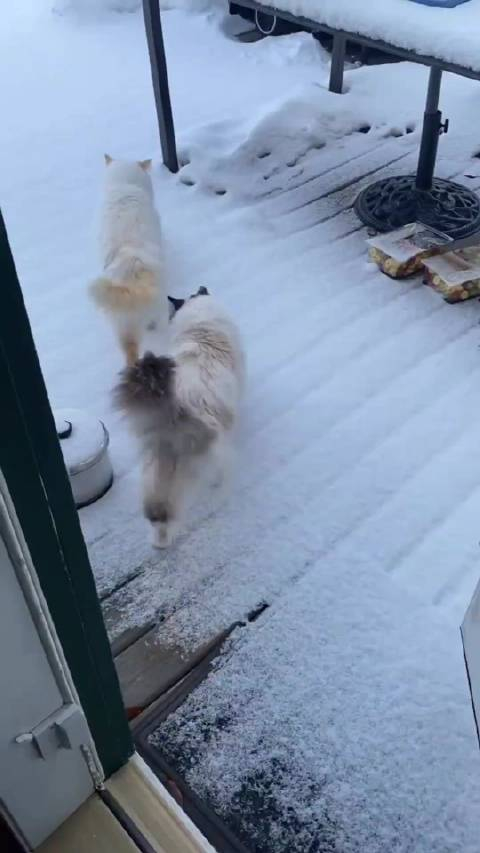 这猫步也过于妖娆了