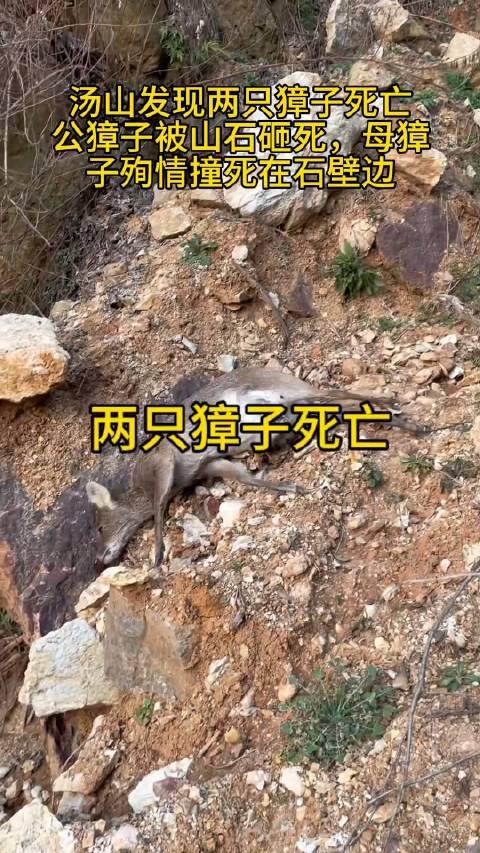 香獐子取麝香会死吗图片