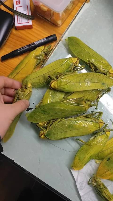 家里被大蚂蚱入侵了_手机新浪网