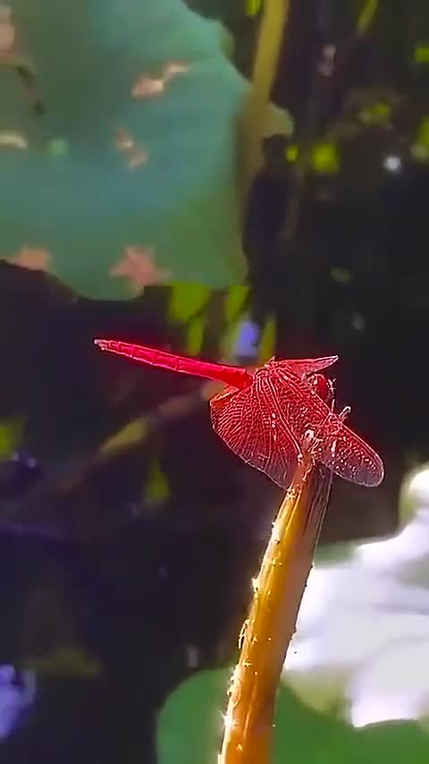 头一次见红蜻蜓太美了见到的霉运都消散好运滚滚来