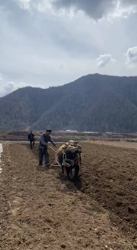 早晨的阳光洒在田野上农民们的汗水浸透了土地