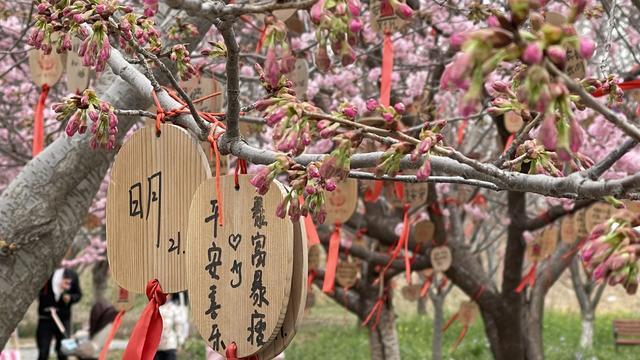 荥阳古柏渡樱花图片