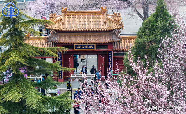 天津运河桃花节开幕!又一历史文化区要来了!