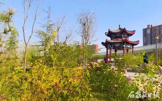 花开正当时石家庄公园广场春季赏花指南来啦