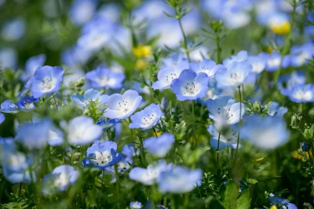 粉,蓝,红,紫,黄……春天临近,快去打卡彩色申城吧→|樱花|上海市_新浪