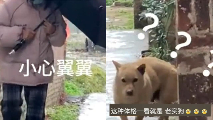 妹妹小路遇狗贴墙谨慎前行通过后立马尖叫狗狗一脸懵这么怕