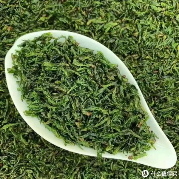 苦丁茶,属冬青科冬青属苦丁茶种常绿